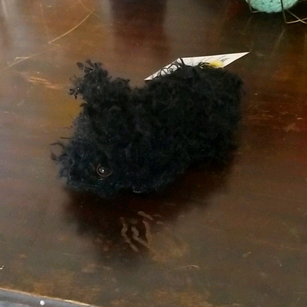 Black baby bunny